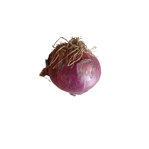 Onion